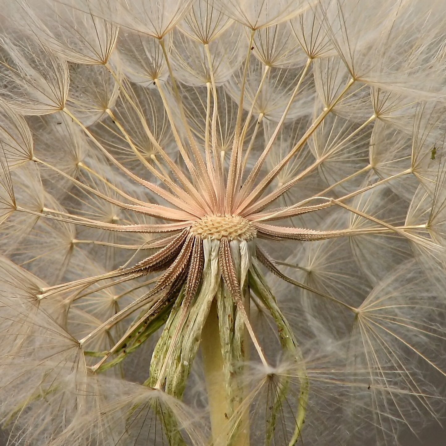 "Gone to Seed Already" by Noël Zia Lee is licensed under CC BY 2.0. Detailed close up of dandylion seed head.