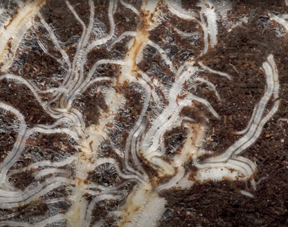 Three corn roots with tertiary laterals and abundant root hairs growing against glass surface in brown soil