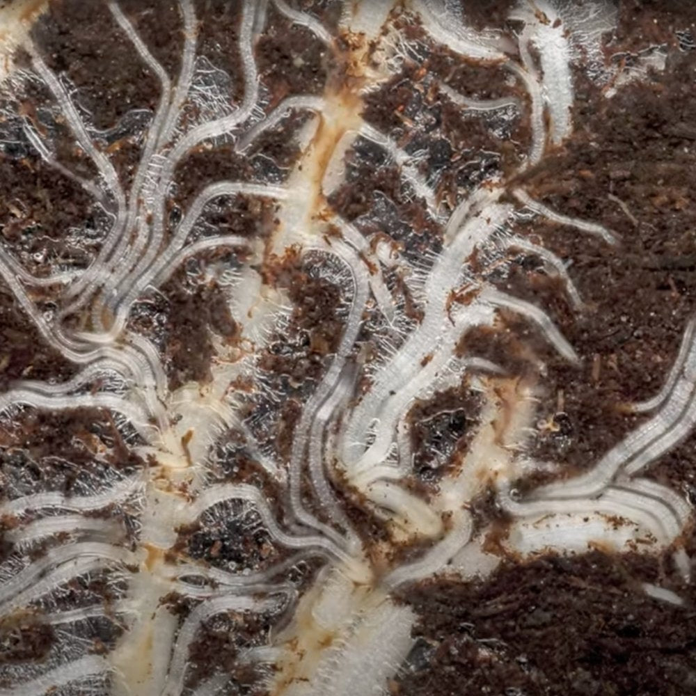 The Rhizosphere.Part 2