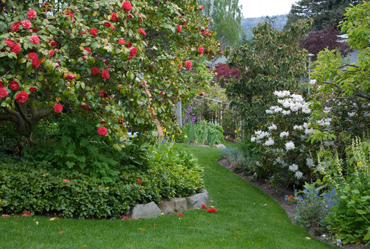 Photo by Dina Russell 2008.  Copyright PlantShare LLC 2008 - present.  All Rights Reserved.  Narrow, grassy path weaving between a red camellia & a white rhododendron on a bright Spring morning. 