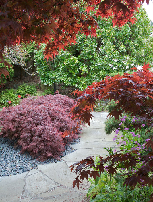 Photo by Dina Russell, 2019.  Copyright PlantShare LLC 2019 - present.  All Rights Reserved.  A bluestone path weaves around a Japanese red thread-leaf maple, growing in a bed of blue stones, is glimpsed through an arch of a red big-leaf maple