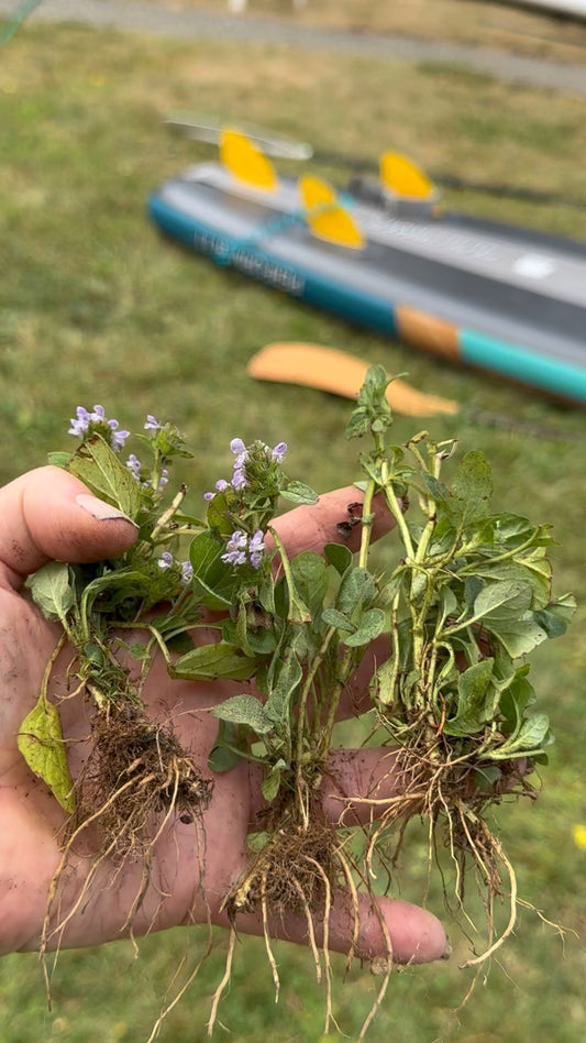 Plant Hunting