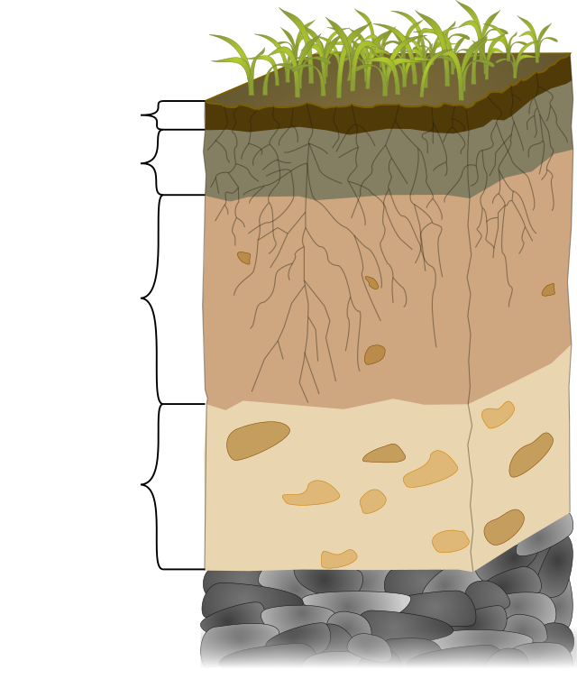 Original: Wilson Biggs Vector: Essens Strassen, <a href=«https://creativecommons.org/licenses/by-sa/2.0 »>CC BY-SA 2.0</a>, via Wikimedia Commons  Graphic of a soil profile showing soil horizons. The labels were removed from this version. The depth numbers are approximately.  O ( 0" - 2" ): Organic A ( 2" - 10" ): Surface B ( 10" - 30" ): Subsoil C ( 30" - 48" ): Substratum  R: Parent material, e.g. bedrock (bottom layer)