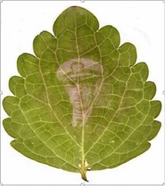 plant leaf with a portrait created by photosynthesis