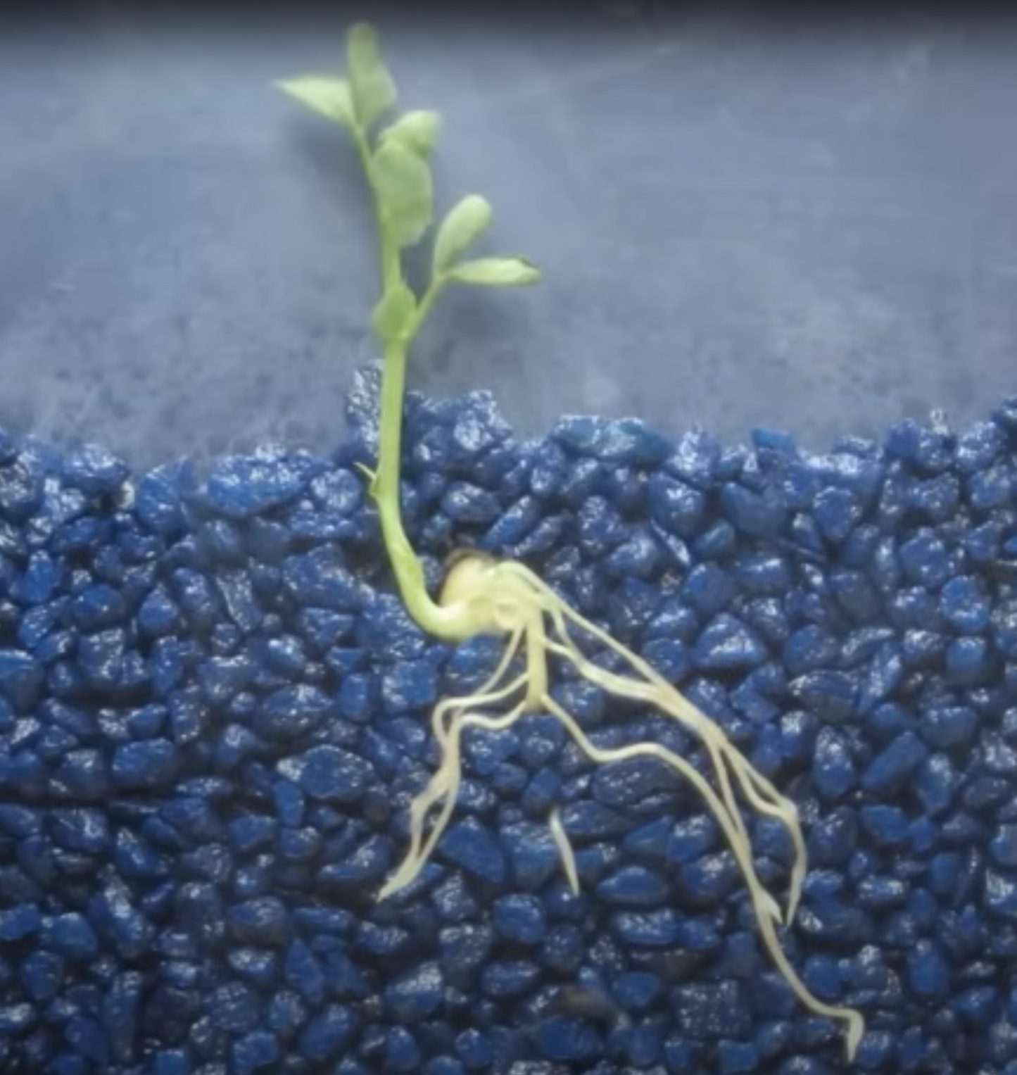 Plant sprouting inside a shallow glass chamber in a bed of small blue rocks