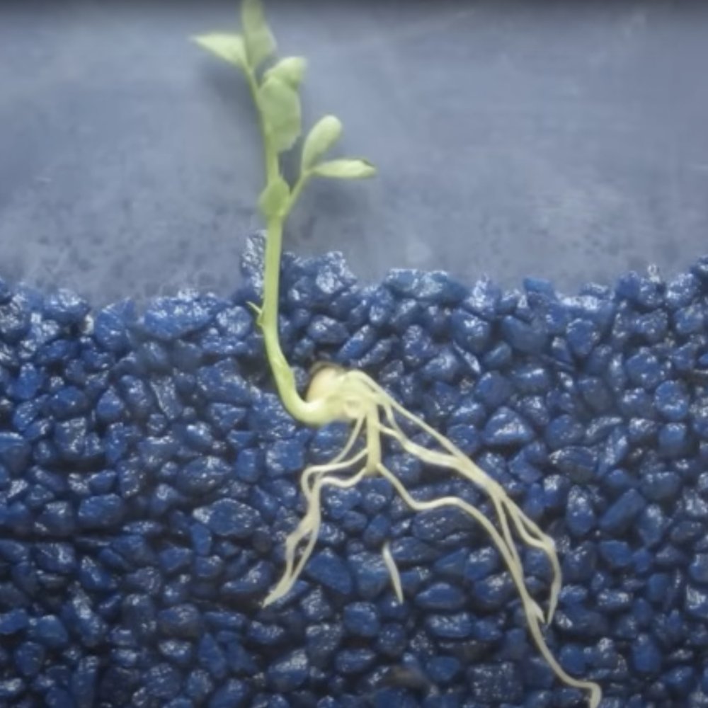 The Rhizosphere.Part 2